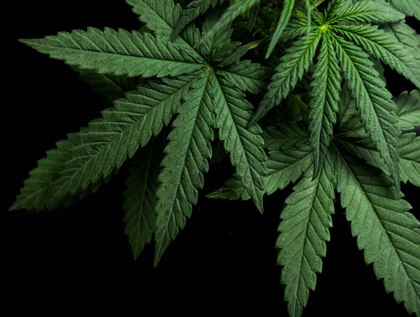 Cannabis Leaf