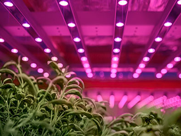 Full spectrum LED Lighting System for indoor growing